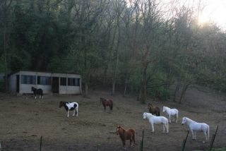  Les Ponies 